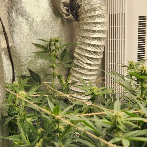 God Bud #1 growlog timeline photo