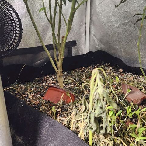 God Bud #1 growlog timeline photo