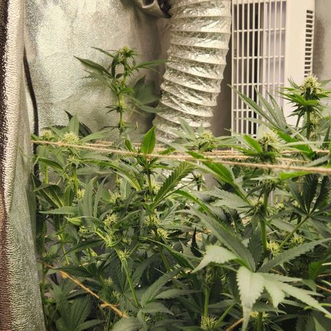 God Bud #1 growlog timeline photo