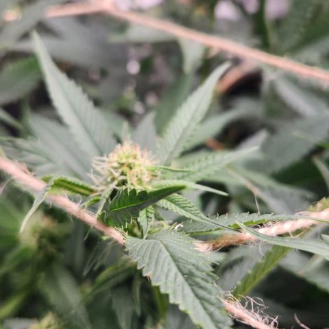 God Bud #1 growlog timeline photo