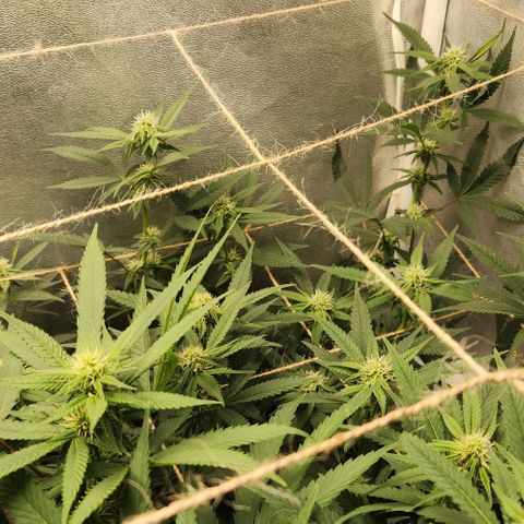 God Bud #2 growlog timeline photo