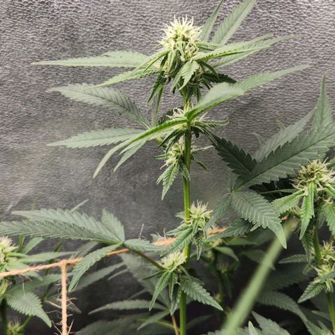 God Bud #2 growlog timeline photo