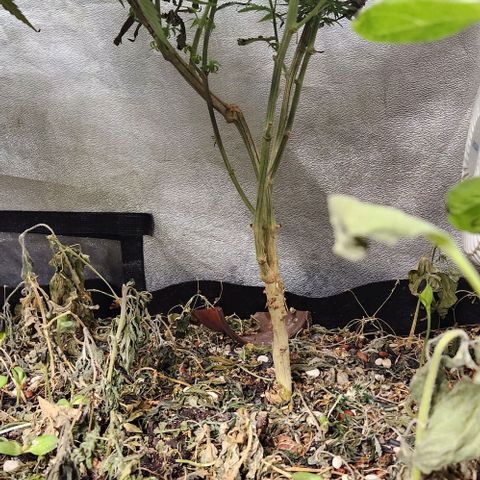 God Bud #2 growlog timeline photo