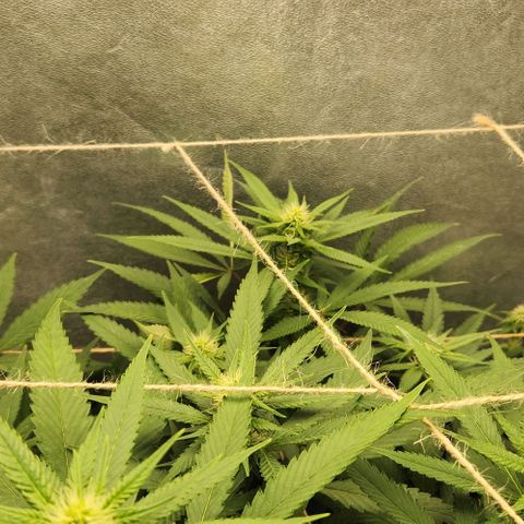 Purple Buddha #1 growlog timeline photo
