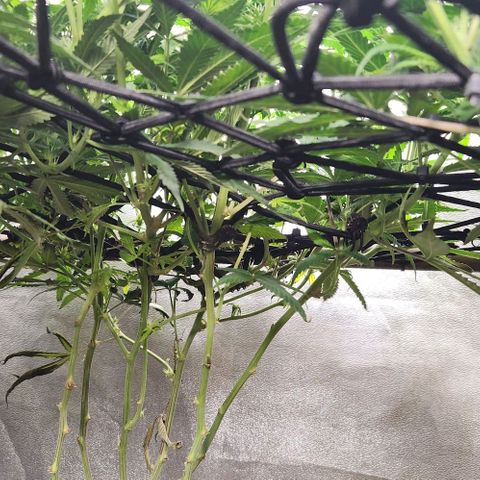 Purple Buddha #1 growlog timeline photo