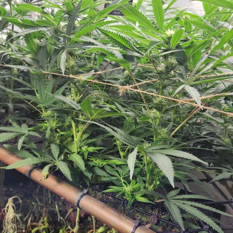 Purple Buddha #2 growlog timeline photo