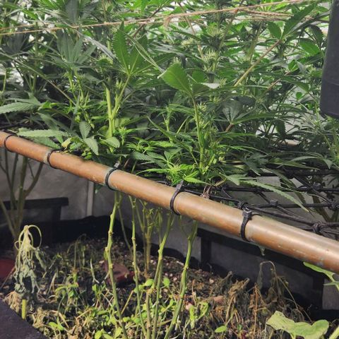 Purple Buddha #2 growlog timeline photo