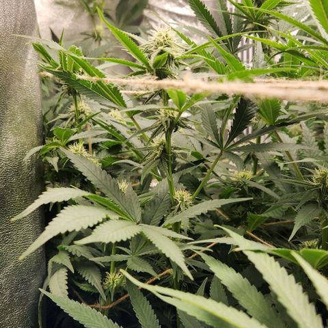 God Bud #1 growlog timeline photo