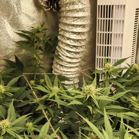 God Bud #1 growlog timeline photo