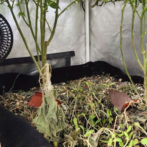 God Bud #1 growlog timeline photo