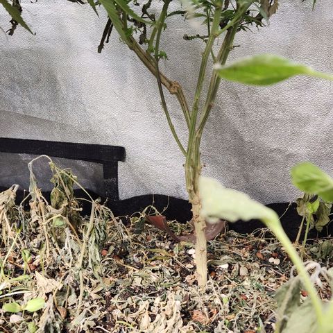 God Bud #2 growlog timeline photo