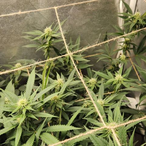 God Bud #2 growlog timeline photo