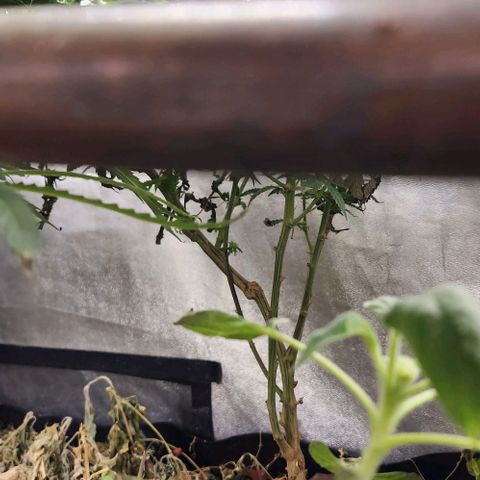 God Bud #2 growlog timeline photo