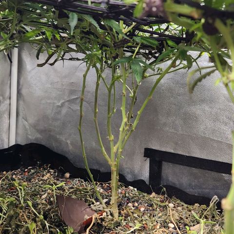 Purple Buddha #1 growlog timeline photo