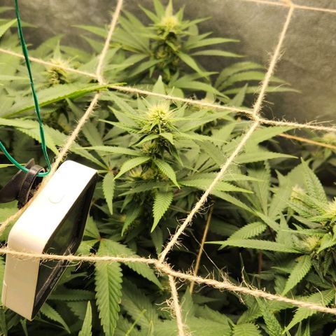 Purple Buddha #1 growlog timeline photo