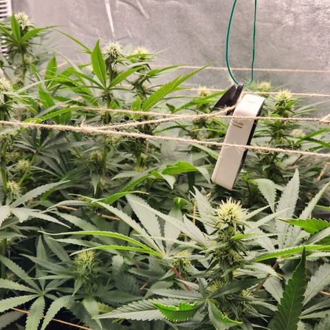 Purple Buddha #1 growlog timeline photo