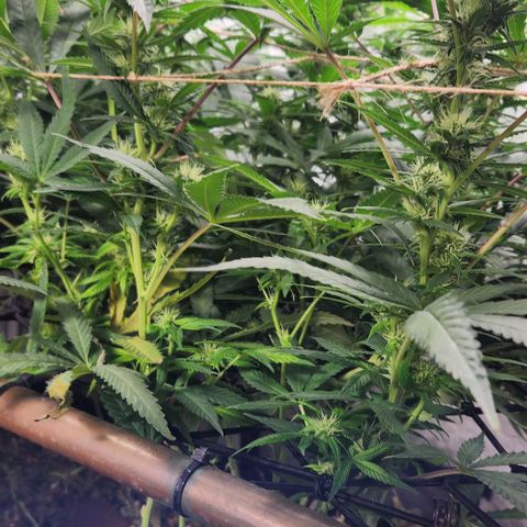 Purple Buddha #2 growlog timeline photo