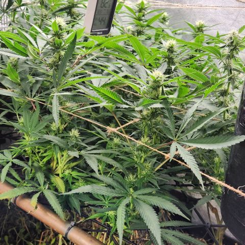Purple Buddha #2 growlog timeline photo
