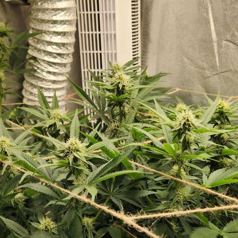 God Bud #1 growlog timeline photo