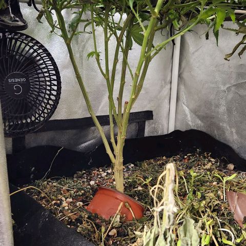 God Bud #1 growlog timeline photo