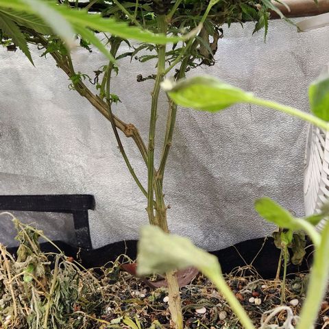 God Bud #2 growlog timeline photo