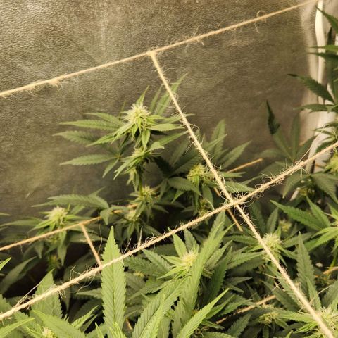 God Bud #2 growlog timeline photo