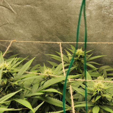Purple Buddha #1 growlog timeline photo