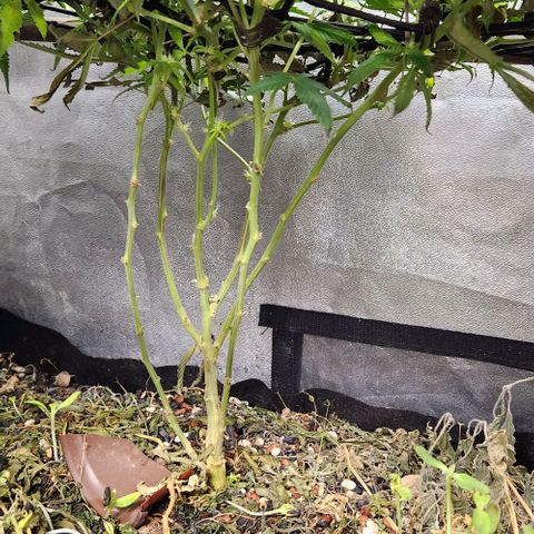 Purple Buddha #1 growlog timeline photo
