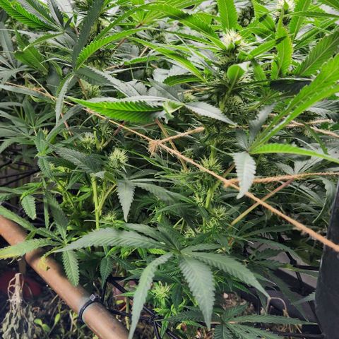 Purple Buddha #2 growlog timeline photo