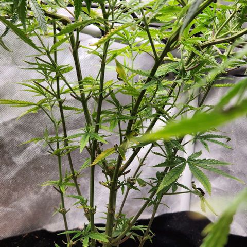 Platinum Girl Scout Cookies growlog timeline photo