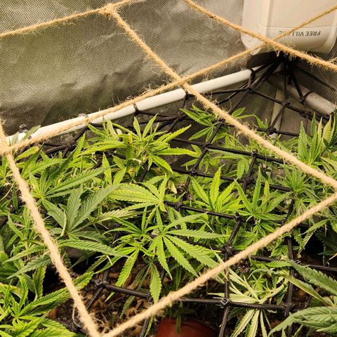 Platinum Girl Scout Cookies growlog timeline photo