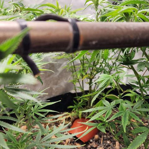 Platinum Girl Scout Cookies growlog timeline photo