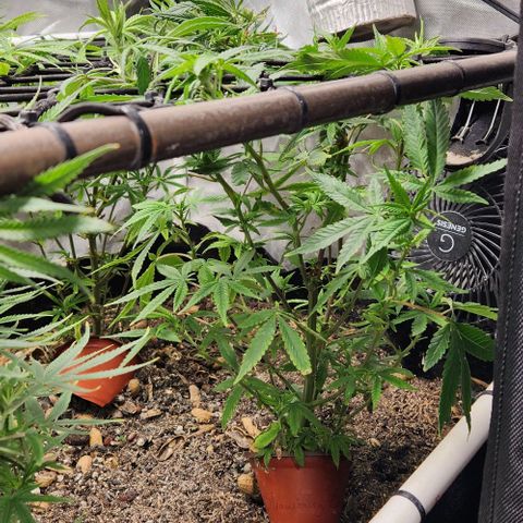 Strawberry Cough growlog timeline photo