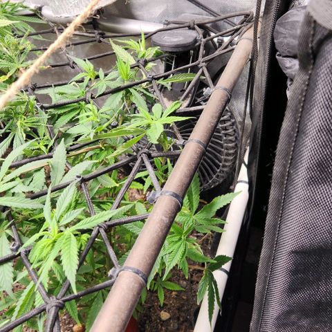 Strawberry Cough growlog timeline photo