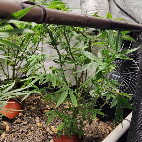 Strawberry Cough growlog timeline photo