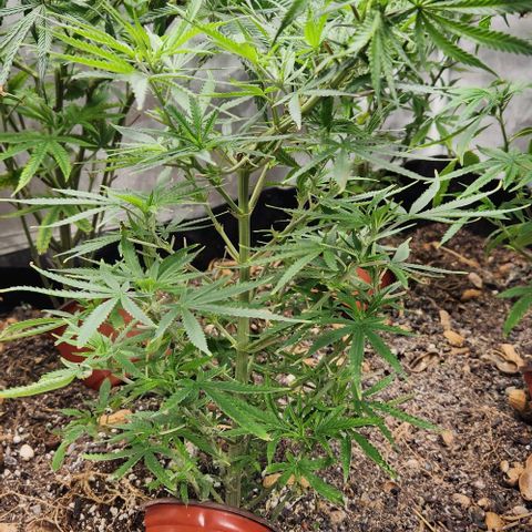 BLUE DREAM growlog timeline photo