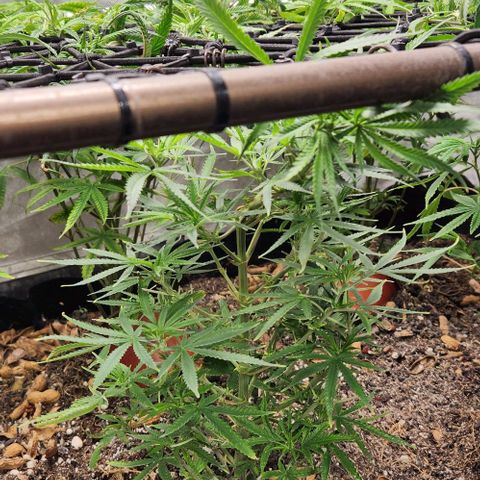 BLUE DREAM growlog timeline photo