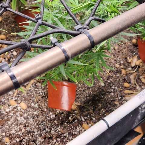 BLUE DREAM growlog timeline photo