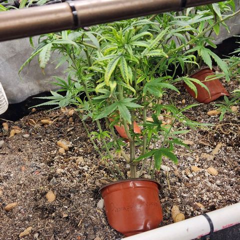 Pineapple Express growlog timeline photo