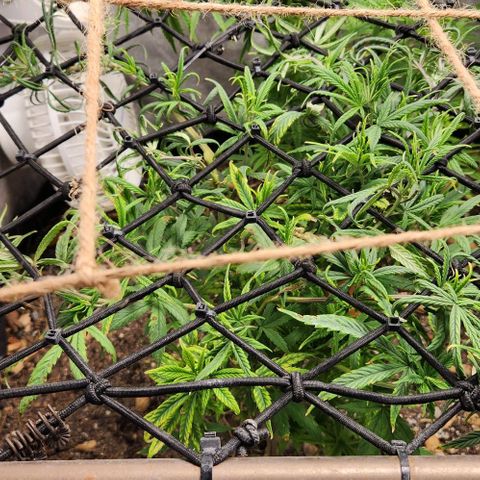 Pineapple Express growlog timeline photo