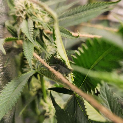 God Bud #1 growlog timeline photo