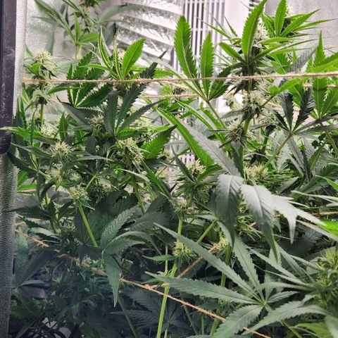 God Bud #1 growlog timeline photo