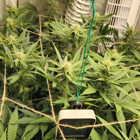 God Bud #1 growlog timeline photo