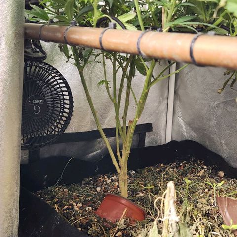 God Bud #1 growlog timeline photo