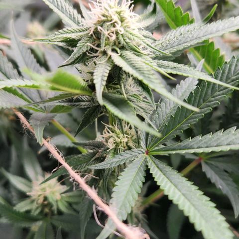 God Bud #1 growlog timeline photo