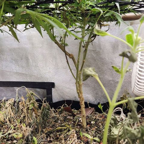 God Bud #2 growlog timeline photo