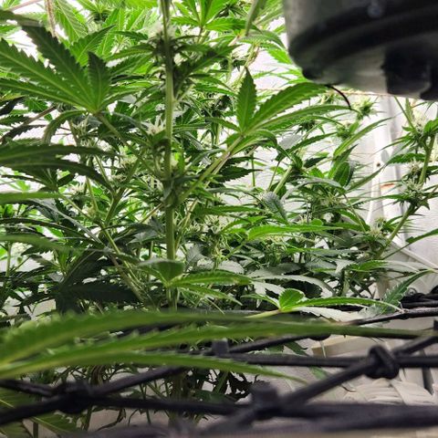 God Bud #2 growlog timeline photo
