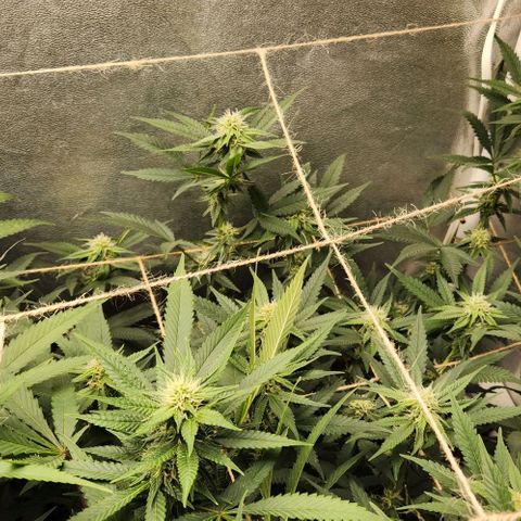 God Bud #2 growlog timeline photo