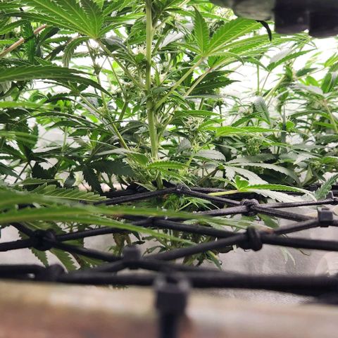 God Bud #2 growlog timeline photo