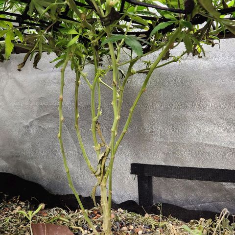 Purple Buddha #1 growlog timeline photo